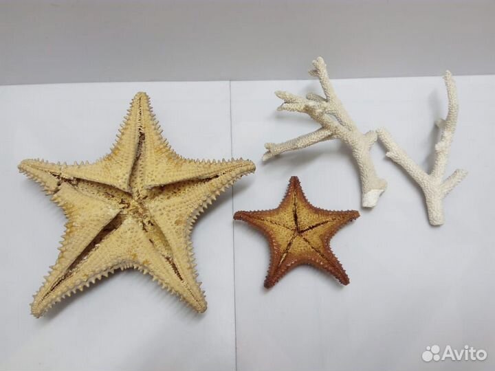 Морские ракушки раковины