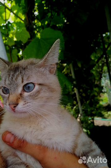 Ласковый котик в добрые руки