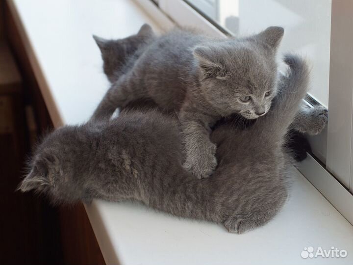 Серые пушистики