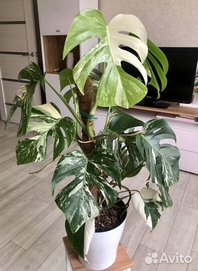 Монстера альба