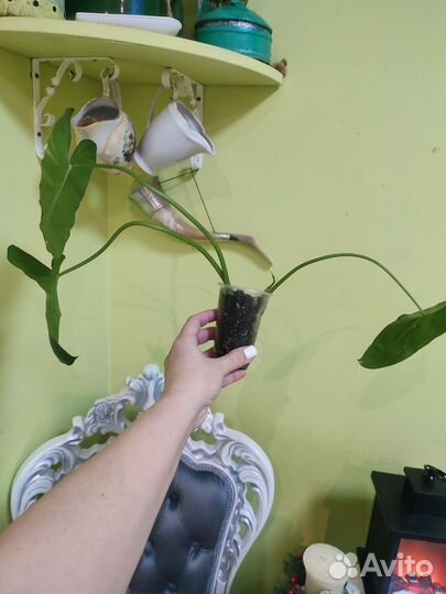 Череночки-черенки)