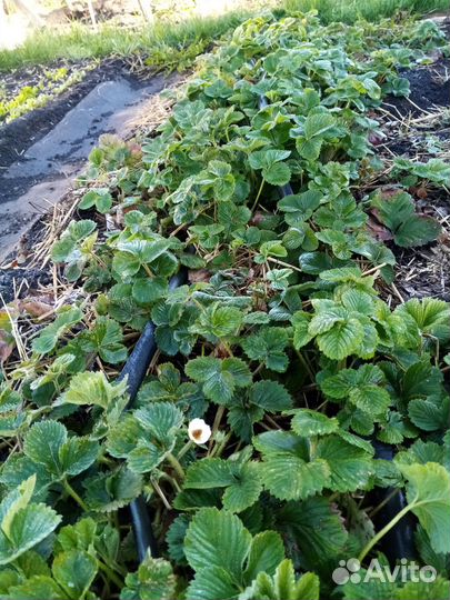Саженцы клубники черный принц, Купчиха, Азия