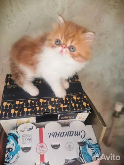 Котята персидские