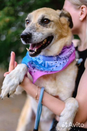 Собака в добрые руки