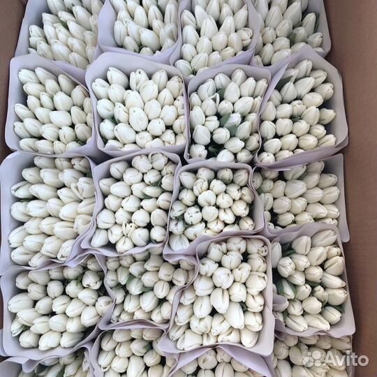 Тюльпаны свои теплицы оптом