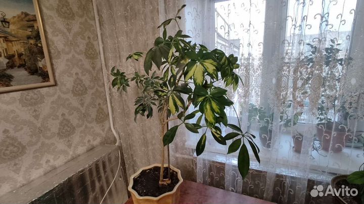 Комнатные цветы шефлера