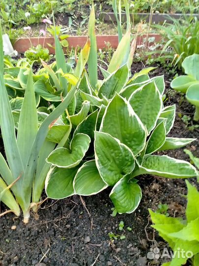 Хоста голубая и простая