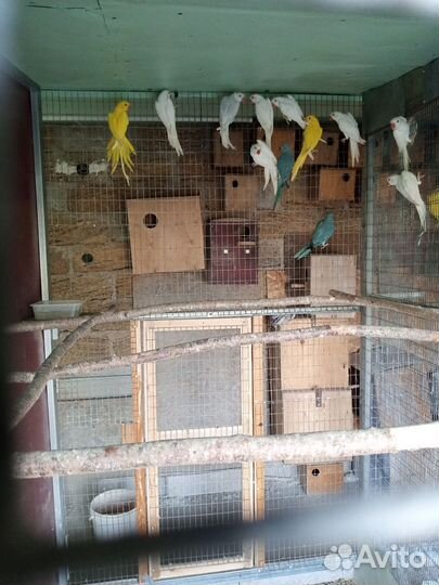 Ожереловый попугай