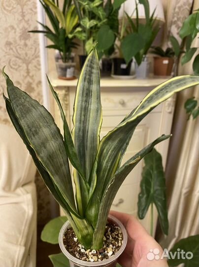 Сансевиерия