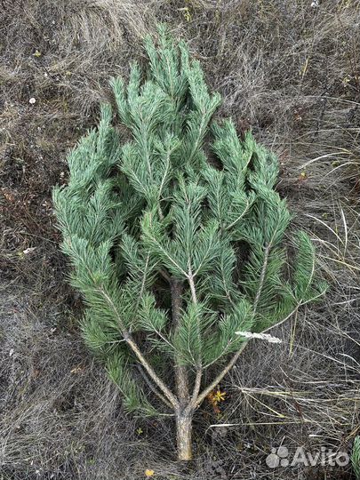 Сосна новогодняя оптом