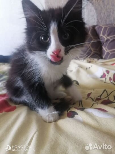 Котенок в добрые руки