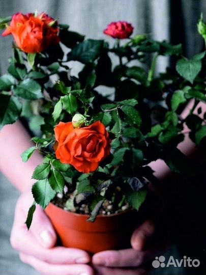 Грунт для розы 5 л