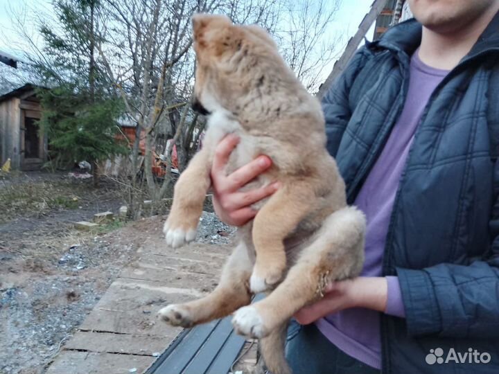 Щенок в добрые руки