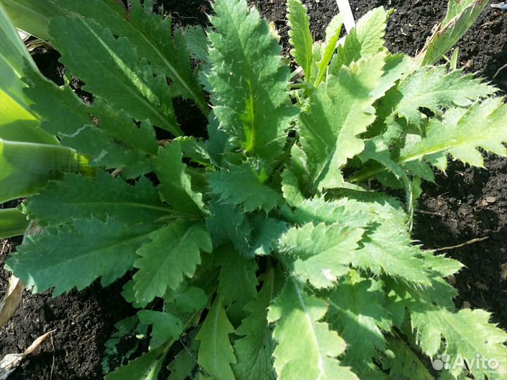 Мак красный крупный сортовой