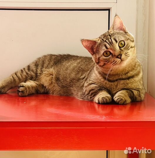 Кошечка манчкин