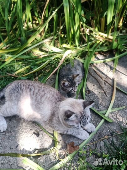 Котята в добрые руки бесплатно