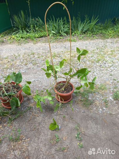 Комнатные растения