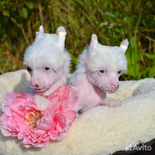 Сказочно красивые щенки 1,5 мес