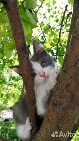 Котята приносящие удачу