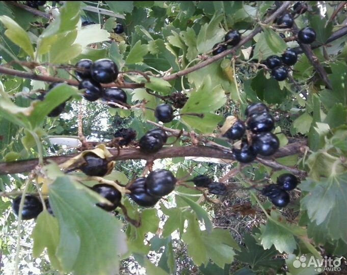 Ирга, Золотистая смородина, Облепиха- саженцы