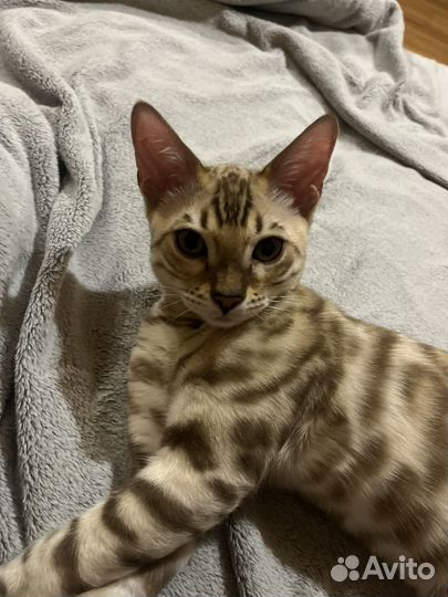 Бенгальский котенок мальчик