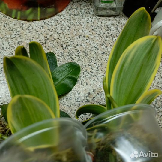 Орхидеи фаленопсис вариегатные и другие