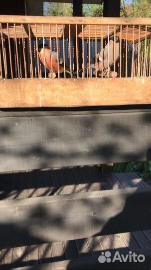 Лесные птицы, снегири