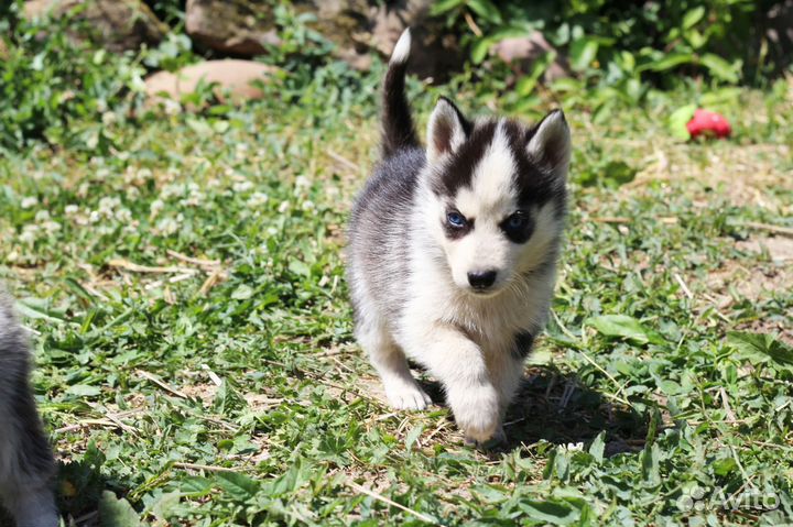 Помски щенки