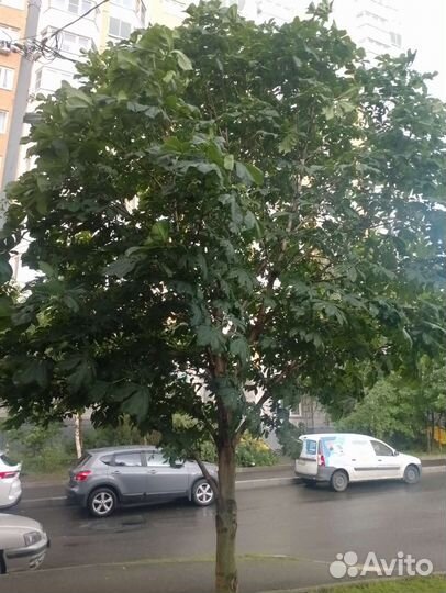 Каштан конский Крупномеры 5-6м