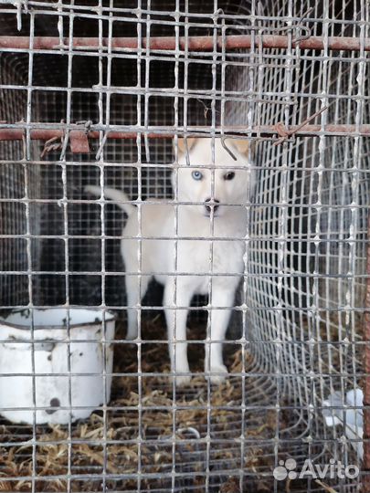 Щенки в добрые руки