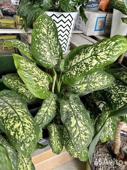 Диффенбахия крупнолистная