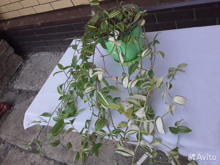 Комнатные растения цветы