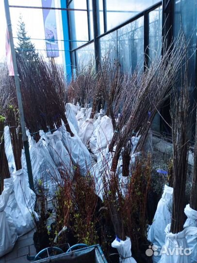 Саженцы плодовых деревьев и декоративных растений