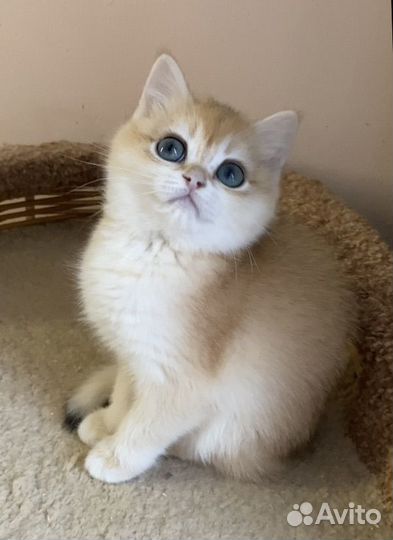 Британская золотая шиншилла ny12