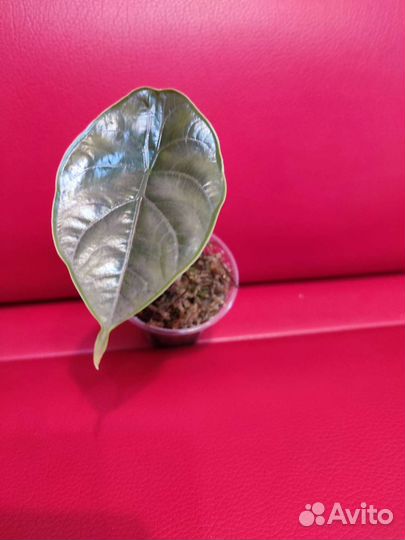 Алоказия Азлани