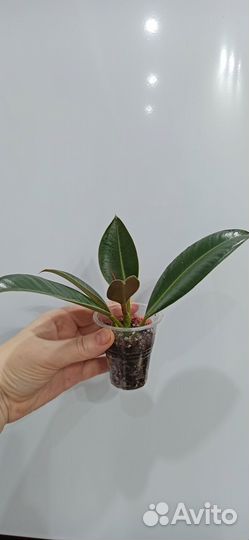 Фикус Эластика Мелани