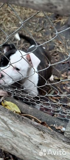 Щенки американского стаффорда