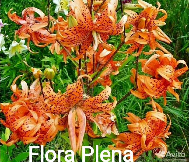 Клубника, Лилии, Гортензии, Петунии, Голубика