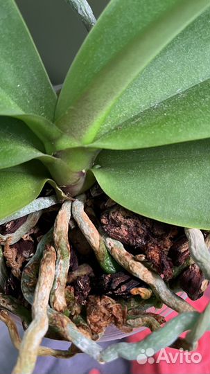 Орхидея фаленопсис белая