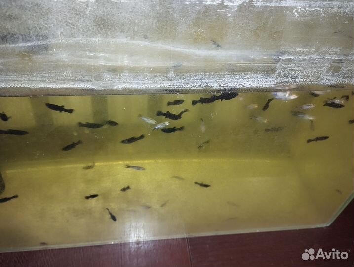 Мальки молинезии