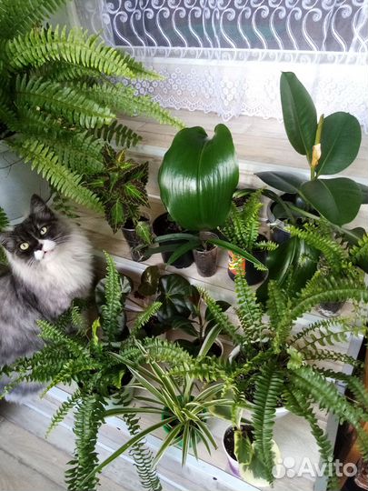 Комнатные цветы