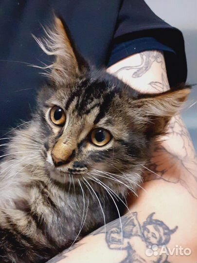 Добрый домовёнок молодой кот 4 мес