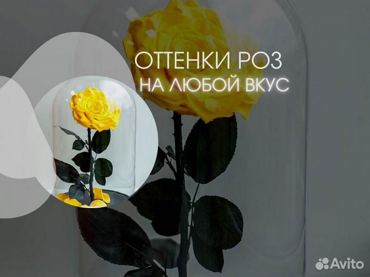 Розы в колбе разные