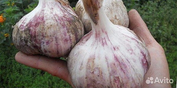 Озимый чеснок и яровой чеснок