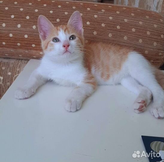 Рыжий котенок в добрые руки бесплатно