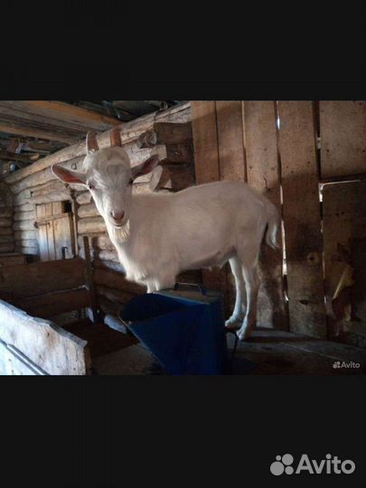 Козы дойные