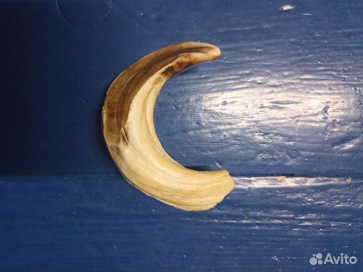 Клык кабана