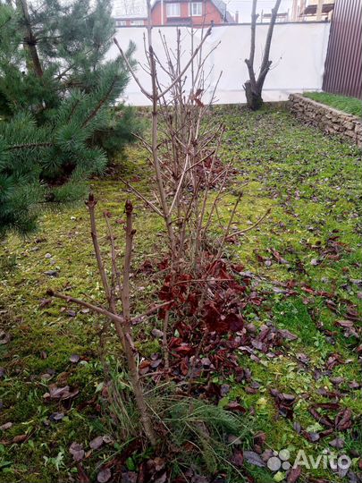 Саженцы каштана