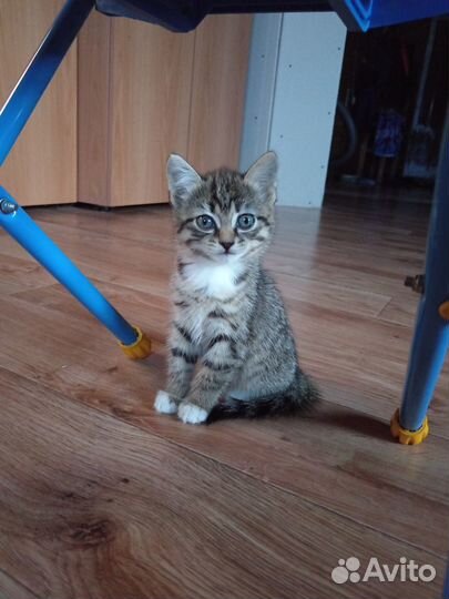 Кошечка в добрые руки