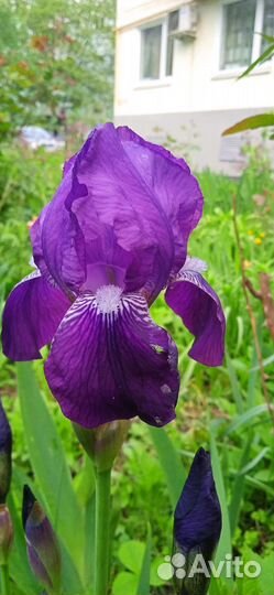 Ирис